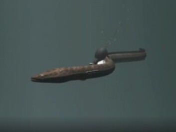 An eel with a data transmitter, ready to set off on a long swim (Photo: David Righton) An eel with a data transmitter, ready to set off on a long swim (Photo: David Righton)