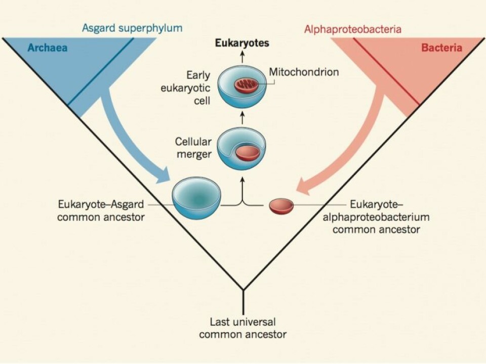 From all life’s common ancestor, Last Universal Common Ancestor, branching the first cells (prokaryotes) in two domains: archaea (blue) and bacteria (red). Approximately two billion years ago, complex cells as an ancestor of the Asgard archaea fused with an ancestor of alphaproteobacteria. (Illustration: Nature / Zaremba-Niedzwiedzka et al. 2017)