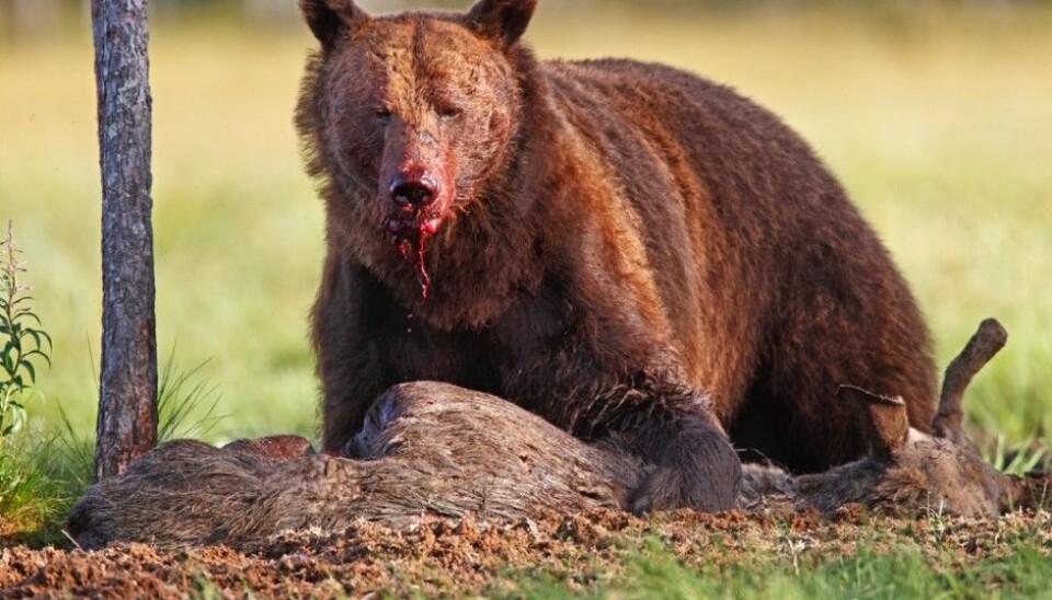 Brown bears vie with wolves for food