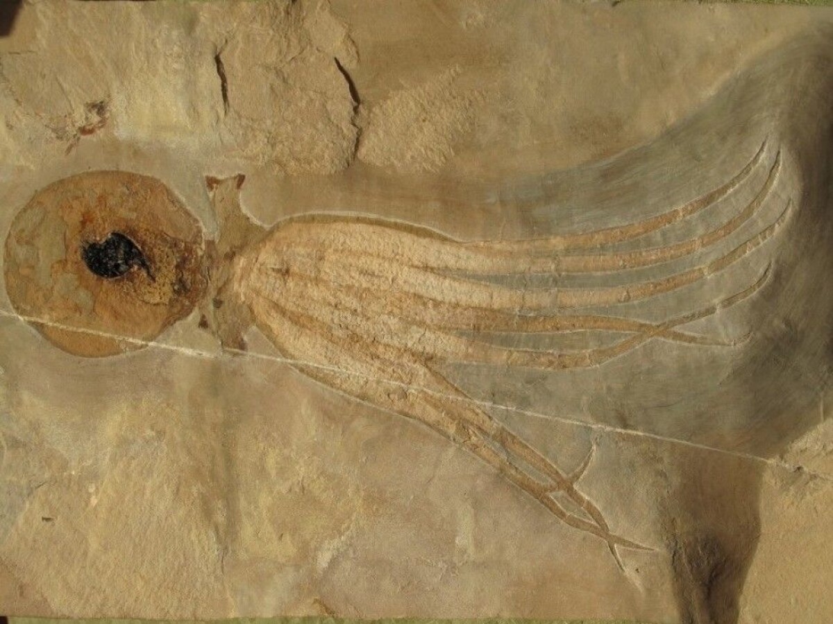 How Scientists Made This 95 Million year old Octopus Look Good How Scientists Made This 95 Million year old Octopus Look Good