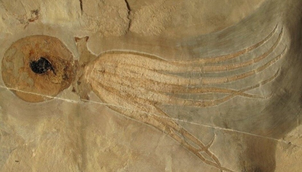 This eight-legged octopus prowled the seabed 95 million years ago. It is so well preserved that you can clearly see its ink sac. (Photo: Mike Bätjer) This eight-legged octopus prowled the seabed 95 million years ago. It is so well preserved that you can clearly see its ink sac. (Photo: Mike Bätjer)