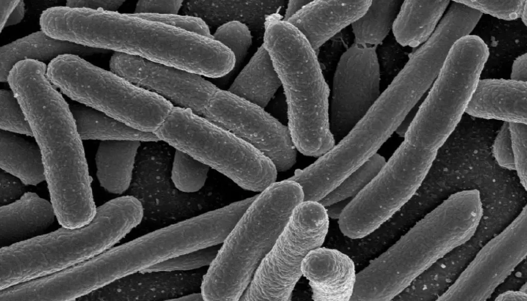 Understanding our intestinal bacteria is one of the fastest growing fields in medical research today. Scientists believe that we will see the first applications of gut bacteria in medical treatments in the next few years. (Photo: Rocky Mountain Laboratories, NIAID, NIH)