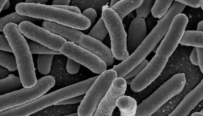 Gut bacteria will revolutionise medicine