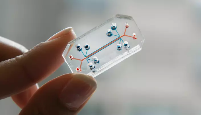 Human organs-on-chips may one day replace animal testing