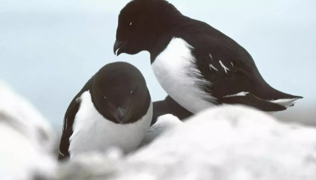 Little auks breed in such large numbers in Northwest Greenland that they significantly change the landscape and make it greener. This is good news for animals like musk ox and hares—but not so good for the fish who can no longer survive in the lakes in these bird colonies as a result. (Photo: Michael Haferkamp)