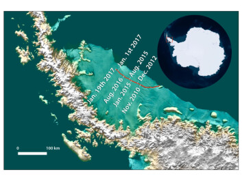 Rift position as of January 2017. (Graphic by Mette Friis Mikkelsen / ScienceNordic. Satellite image and crack positions supplied by Adrian Luckman, Project MIDAS, Swansea University, UK and Jansen et a. 2015. Data: Landsat (USGS) and Sentinel-1 InSAR (ESA). Background image blends BEDMAP2 Elevation (BAS) with MODIS MOA2009 Image mosaic (NSIDC).) Rift position as of January 2017. (Graphic by Mette Friis Mikkelsen / ScienceNordic. Satellite image and crack positions supplied by Adrian Luckman, Project MIDAS, Swansea University, UK and Jansen et a. 2015. Data: Landsat (USGS) and Sentinel-1 InSAR (ESA). Background image blends BEDMAP2 Elevation (BAS) with MODIS MOA2009 Image mosaic (NSIDC).)