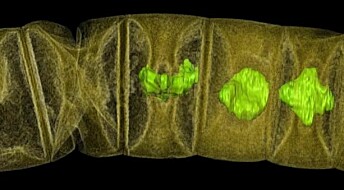World’s oldest fossil plants could rewrite life's early history
