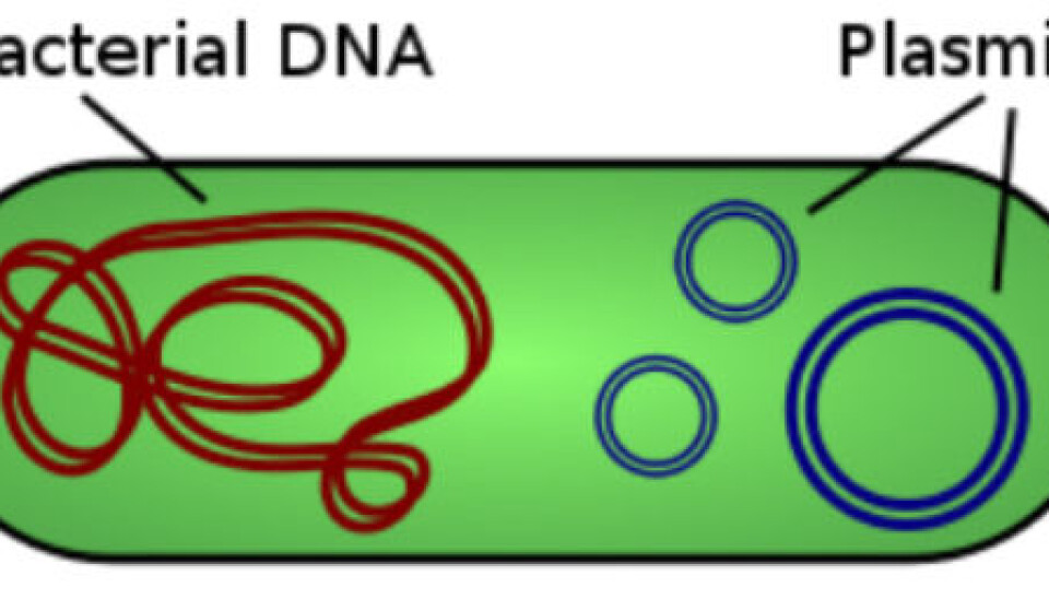 Antibiotic resistance is transferred from one bacterium to another via plasmids. Plasmids are circular DNA molecules located outside the bacterial chromosome and containing antibiotic resistance genes. (Illustration: Wiki Commons)