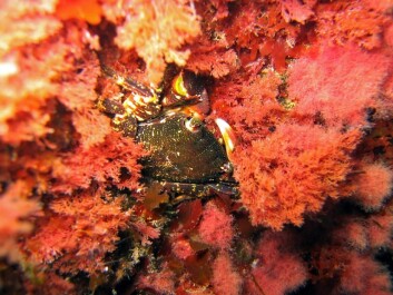 The newly discovered fossilised plant remains are most likely the ancestors of modern red algae, such as this. (Photo: Shutterstock) The newly discovered fossilised plant remains are most likely the ancestors of modern red algae, such as this. (Photo: Shutterstock)