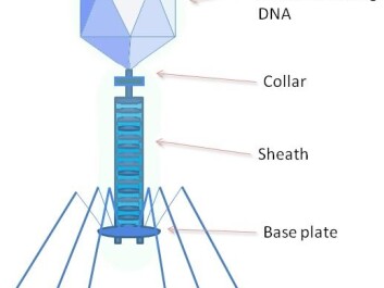 A bacteriophage is any one of a number of viruses that infect bacteria. They do this by injecting genetic material, which they carry enclosed in an outer protein capsid. (Illustration: Wiki Commons) A bacteriophage is any one of a number of viruses that infect bacteria. They do this by injecting genetic material, which they carry enclosed in an outer protein capsid. (Illustration: Wiki Commons)