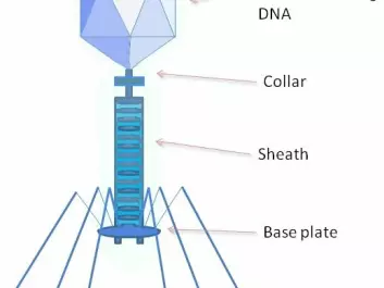 A bacteriophage is any one of a number of viruses that infect bacteria. They do this by injecting genetic material, which they carry enclosed in an outer protein capsid. (Illustration: Wiki Commons)