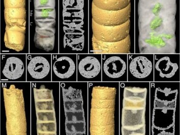 Some of the best-preserved fossils of the red algae Rafatazmia. (Photo: PLOS Biology / Bengtson et al.) Some of the best-preserved fossils of the red algae Rafatazmia. (Photo: PLOS Biology / Bengtson et al.)