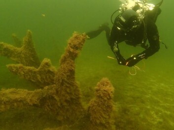 Archaeologists now need to collect sediment samples from around the figurehead’s resting place, to see if they can find any traces of paint. (Photo: Johan Rönnby, Södertörn University) Archaeologists now need to collect sediment samples from around the figurehead’s resting place, to see if they can find any traces of paint. (Photo: Johan Rönnby, Södertörn University)