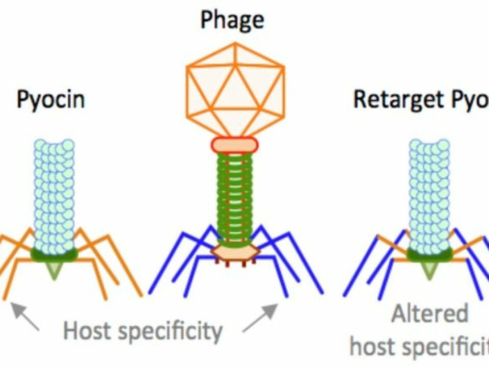 Here you can see the similar structure of the pyocin nano-injector (left) and phages (centre) with a contractile tail. The similarity allows us to change the host specificity of the pyocins using the phage receptor binding protein, resulting in a re-target pyocin (right) that kills Salmonella and Campylobacter. (Illustration: Lone Brøndsted)