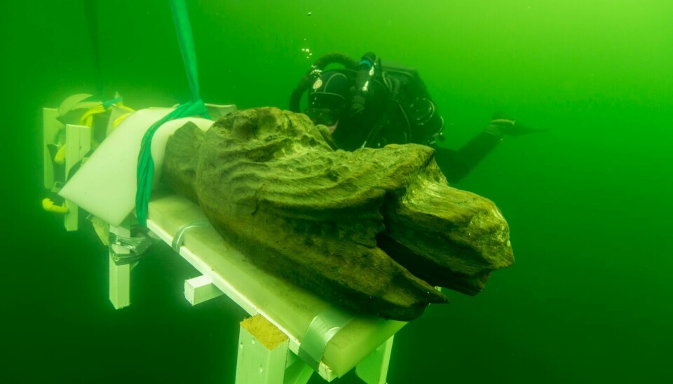 The figurehead from the Gribshunden ship was salvaged in 2015 and archaeologist have recently made a new discovery about how it may have once looked. (Photo: Ingemar Lundgren / Ocean Discovery)
