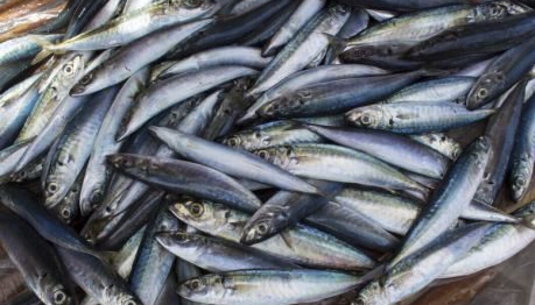 Fish populations are moving polewards as the ocean warms and this is already causing conflict between fisheries in Iceland and elsewhere. (Photo: Shutterstock) Fish populations are moving polewards as the ocean warms and this is already causing conflict between fisheries in Iceland and elsewhere. (Photo: Shutterstock)
