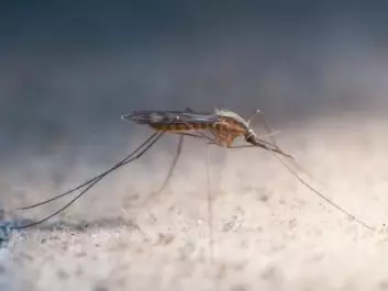 Malaria carrying mosquitoes are moving polewards while the malaria season is getting longer. (Photo: Anders Lindström/SVA) 
