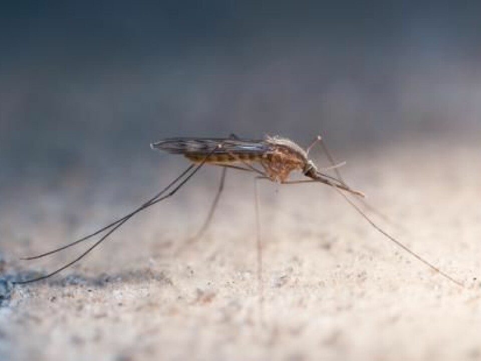 Malaria carrying mosquitoes are moving polewards while the malaria season is getting longer. (Photo: Anders Lindström/SVA)
