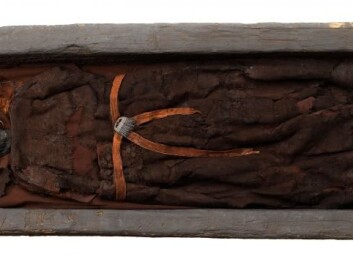 Skrydstrup Woman was buried in an oak-coffin, which helped to preserve her remains. (Photo: The National Museum of Denmark) Skrydstrup Woman was buried in an oak-coffin, which helped to preserve her remains. (Photo: The National Museum of Denmark)