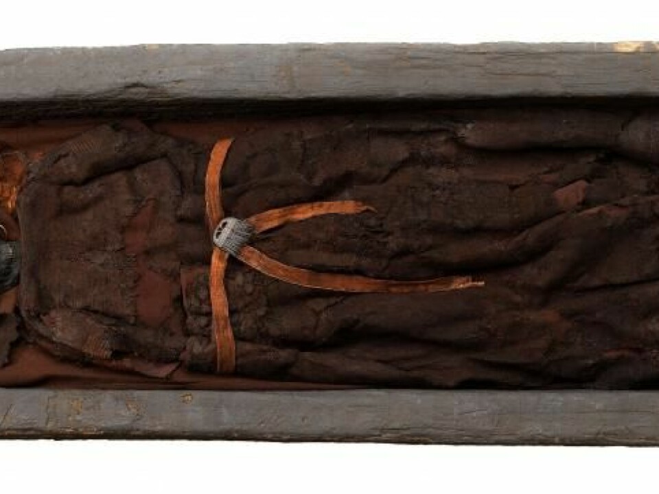 Skrydstrup Woman was buried in an oak-coffin, which helped to preserve her remains. (Photo: The National Museum of Denmark)