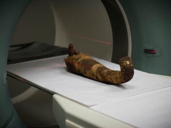 The ibis bird mummy on its way into the scanner. (Photo: Kirstine Jacobsen / ScienceNordic) The ibis bird mummy on its way into the scanner. (Photo: Kirstine Jacobsen / ScienceNordic)
