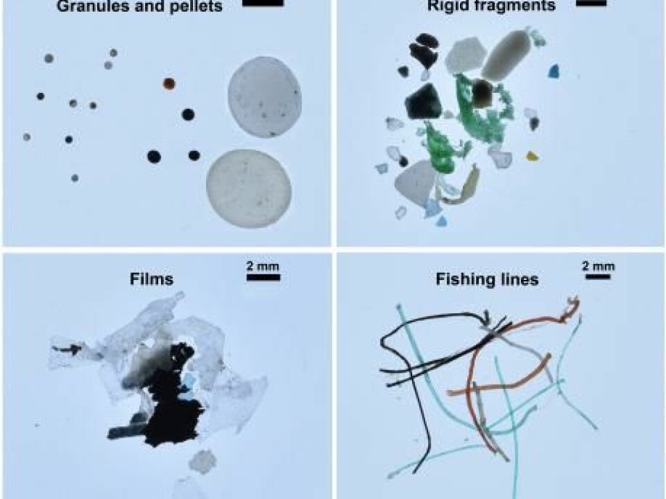 Examples of the types of plastic found in the Arctic Ocean. Most of the samples were comprised of rigid fragments, but they also found plastic film used to wrap goods and food, fishing line, foam used to pack goods for transport (not shown), and granules from cosmetics. (Photo: Andres Cozar)