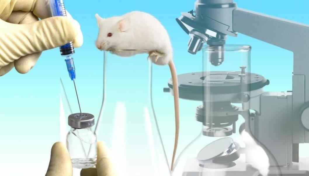 An artificial protein inspired by a malaria parasite can bind to sugars on cancer cells and deliver a toxin that attacks the cells. 80 per cent of mice survived after receiving the treatment against deadly bladder cancer. (Photo: Shutterstock) An artificial protein inspired by a malaria parasite can bind to sugars on cancer cells and deliver a toxin that attacks the cells. 80 per cent of mice survived after receiving the treatment against deadly bladder cancer. (Photo: Shutterstock)