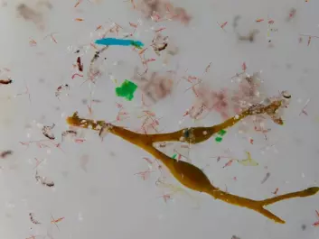A piece of plankton surrounded by small pieces of plastic (microplastic) collected in the Arctic ocean. (Photo: Anna Deniaud)