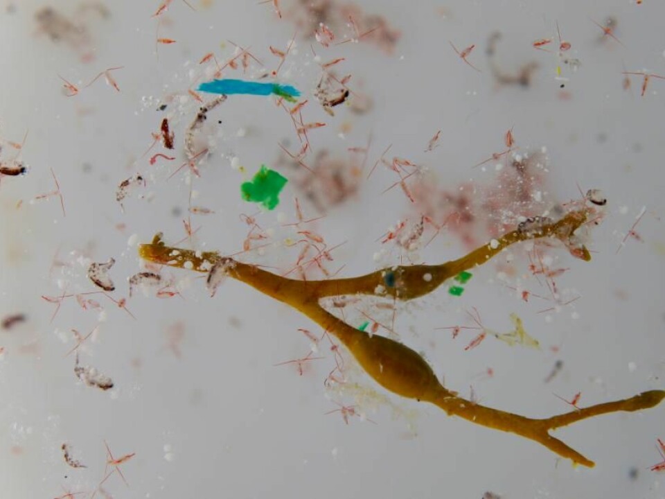 A piece of plankton surrounded by small pieces of plastic (microplastic) collected in the Arctic ocean. (Photo: Anna Deniaud)