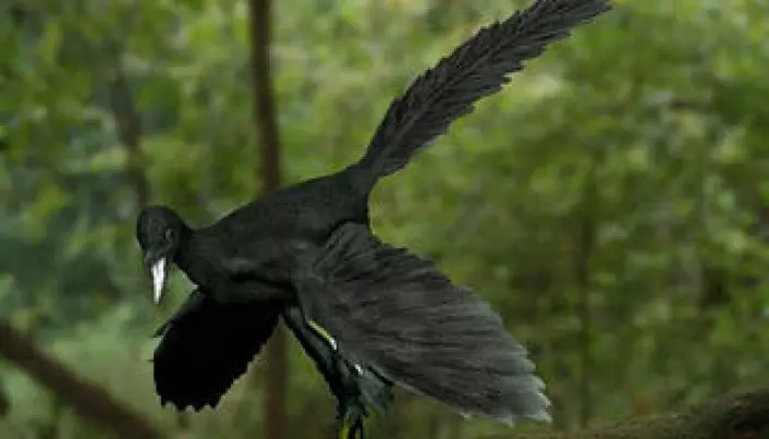 The mother of all birds had black wings