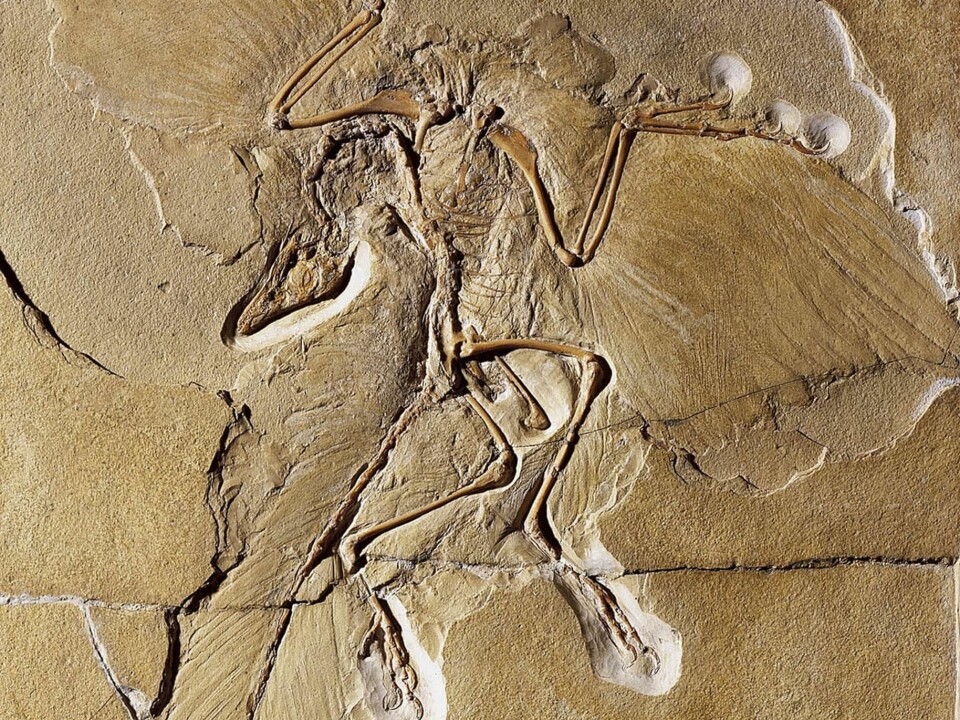 Archaeopteryx is one of natural history's most famous fossils. New research has come closer to determining the colour of the strange creature that was half dinosaur and half bird. (Photo: Museum für Naturkunde Berlin)