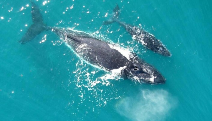Hear a whale calf speak to its mother