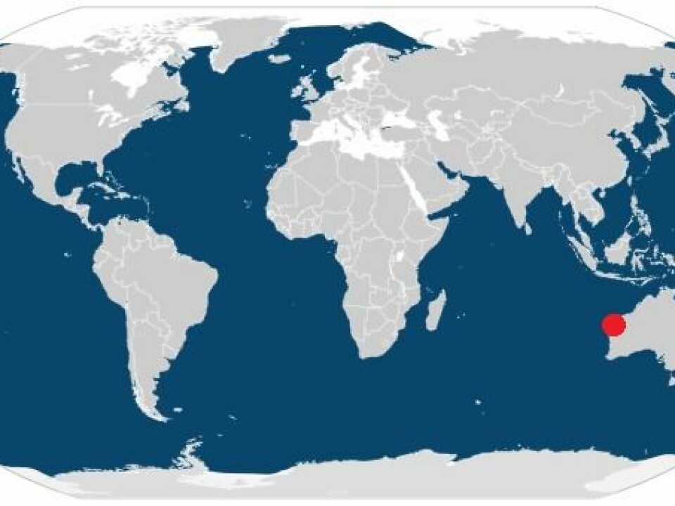 Humpback whales are found all over the world (blue shading). The new study was conducted in Exmouth Gulf, Western Australia, shown here by a red dot. (Map: IUCN / Videnskab.dk)