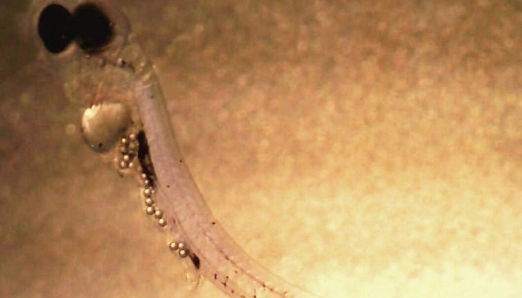 A study documenting the presence of microplastic in fish larvae had a number of failings, including the absence of original data, the Central Ethical Review Board in Sweden found. A prominent academic journal responded to the findings and a request from the authors themselves and retracted the article. (Photo: Oona Lönnstedt) A study documenting the presence of microplastic in fish larvae had a number of failings, including the absence of original data, the Central Ethical Review Board in Sweden found. A prominent academic journal responded to the findings and a request from the authors themselves and retracted the article. (Photo: Oona Lönnstedt)