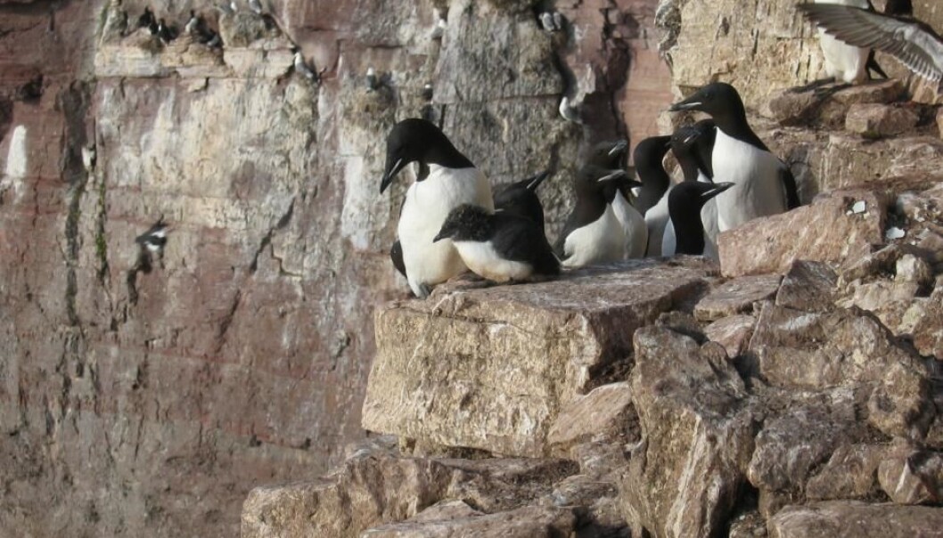 Why do these birds throw themselves off cliffs?