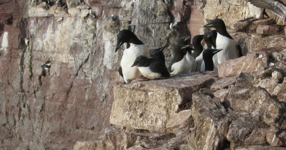 Why do these birds throw themselves off cliffs?