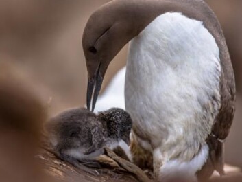 Scientists have long wondered why young murres throw themselves out of their nest before they can even fly or fend for themselves. (Photo: Shutterstock) Scientists have long wondered why young murres throw themselves out of their nest before they can even fly or fend for themselves. (Photo: Shutterstock)