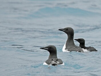 A male murre keeps his chick close by. The young swim and dive into the sea, but are not yet able to catch their own food. (Photo: Lars Maltha Rasmussen) A male murre keeps his chick close by. The young swim and dive into the sea, but are not yet able to catch their own food. (Photo: Lars Maltha Rasmussen)