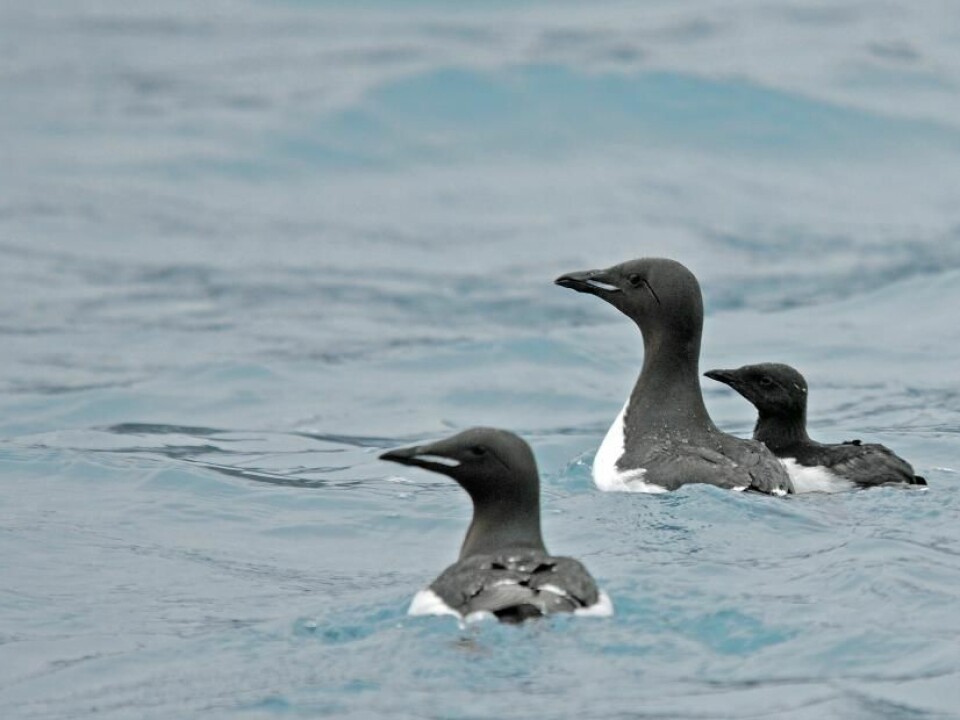 A male murre keeps his chick close by. The young swim and dive into the sea, but are not yet able to catch their own food. (Photo: Lars Maltha Rasmussen)