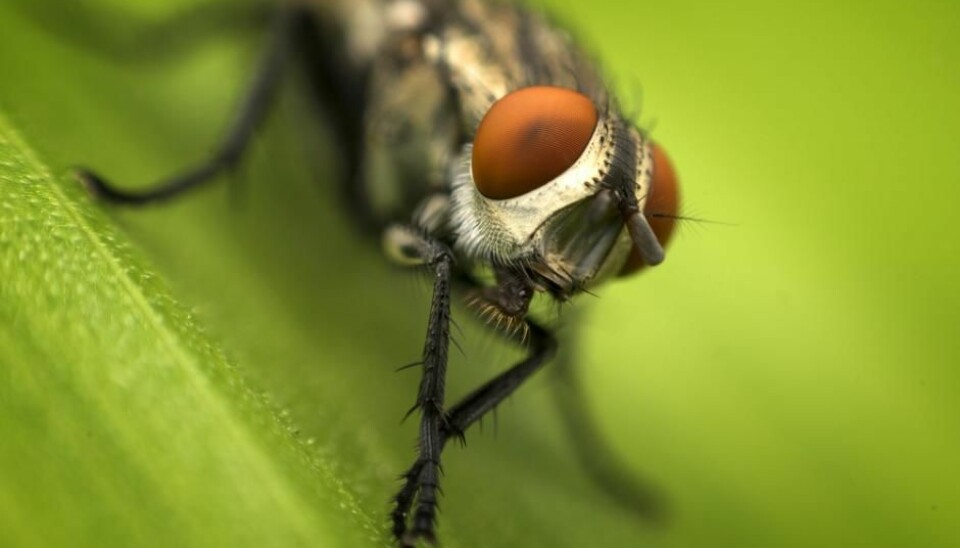Investigators sometimes have to wait for up to ten days before they can find out when a person died, because the flies in the pupa stage cannot be used to determine the time of death. (Photo: Shutterstock)