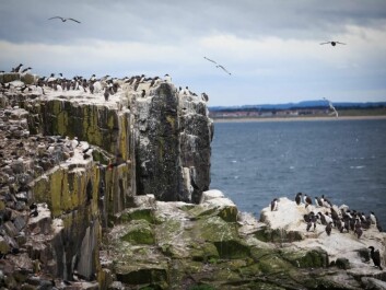 The next step for scientists is to study murre's behaviour during the rest of the year, to see why populations are shrinking. (Photo: Shutterstock)