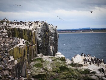 The next step for scientists is to study murre's behaviour during the rest of the year, to see why populations are shrinking. (Photo: Shutterstock) The next step for scientists is to study murre's behaviour during the rest of the year, to see why populations are shrinking. (Photo: Shutterstock)