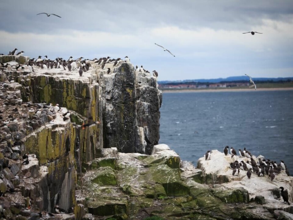 The next step for scientists is to study murre’s behaviour during the rest of the year, to see why populations are shrinking. (Photo: Shutterstock)