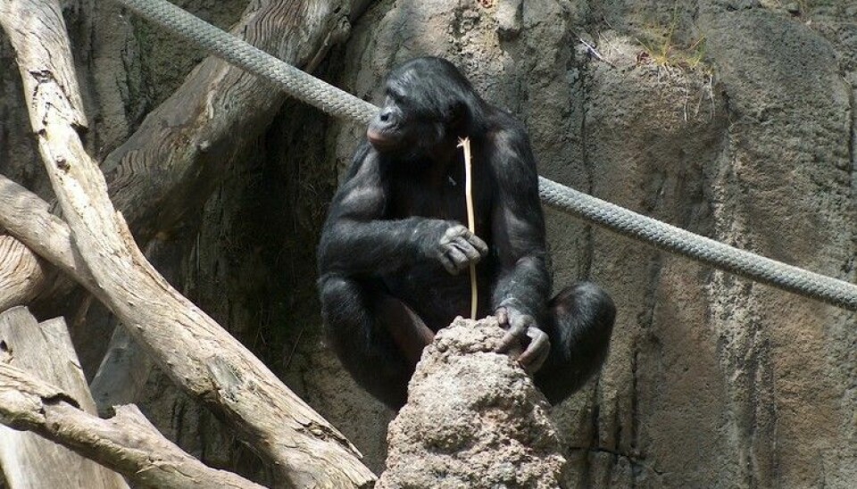 Bonobo fishing for termites with a stick. (Photo: Mike R/wikipedia)
