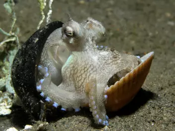 An octopus using a nut shell and clam shell as shelter. (Photo: Nick Hobgood/wikipedia)