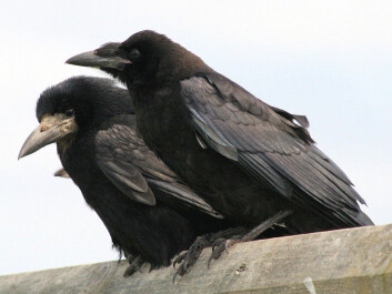 Rooks are good problem solvers despite not normally using tools. (Photo: John Haslam/wikipedia) Rooks are good problem solvers despite not normally using tools. (Photo: John Haslam/wikipedia)