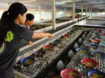 Thailand is the biggest producer of insects. In total there are 20,000 insect farms in the country. (Photo: Afton Halloran)