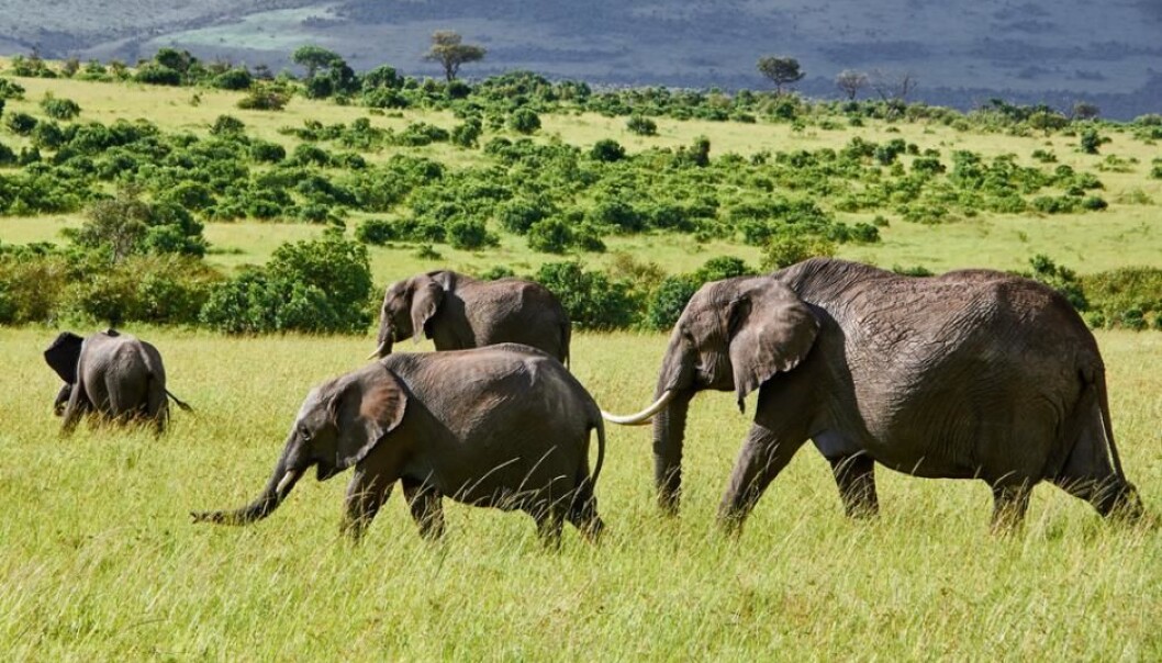VEGETATION OF AFRICA VEGETATION OF AFRICA