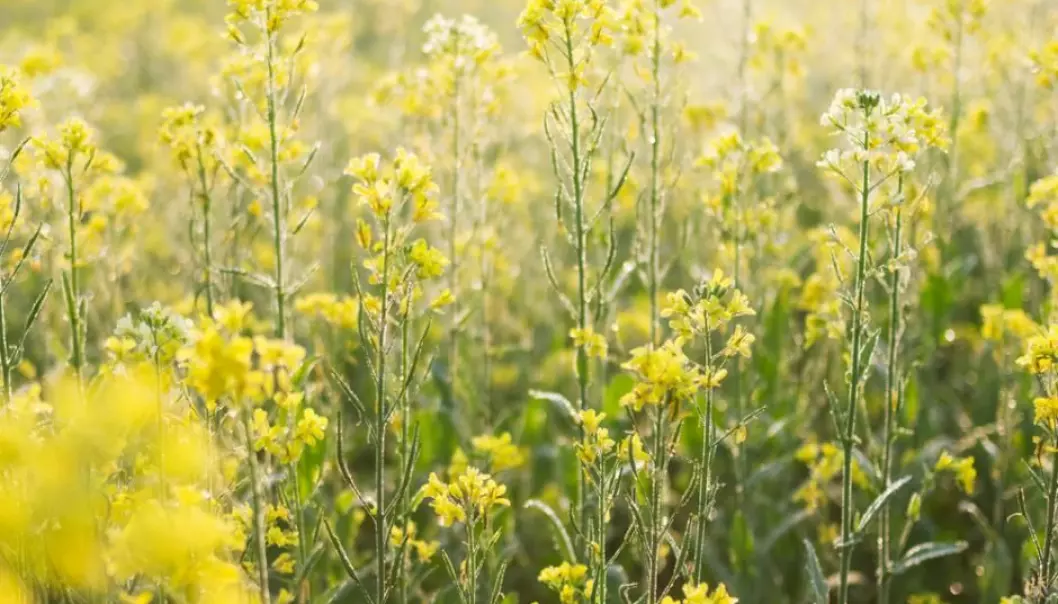 Mustard is toxic and is a poor choice of animal feed. But new research shows how to remove the toxic components of the mustard seeds, without the losing the plant’s natural resistance to pests. (Photo: Shutterstock)