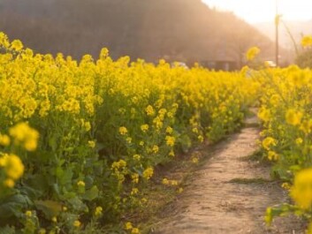 Because it is not a GMO, the new mustard plants can skip over a number of steps in the approval processes and could in principle be grown in fields in two to three years. (Photo: Shutterstock). Because it is not a GMO, the new mustard plants can skip over a number of steps in the approval processes and could in principle be grown in fields in two to three years. (Photo: Shutterstock).